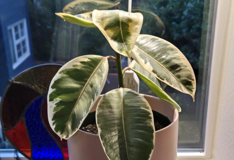 琴葉榕 生長 緩慢 原因