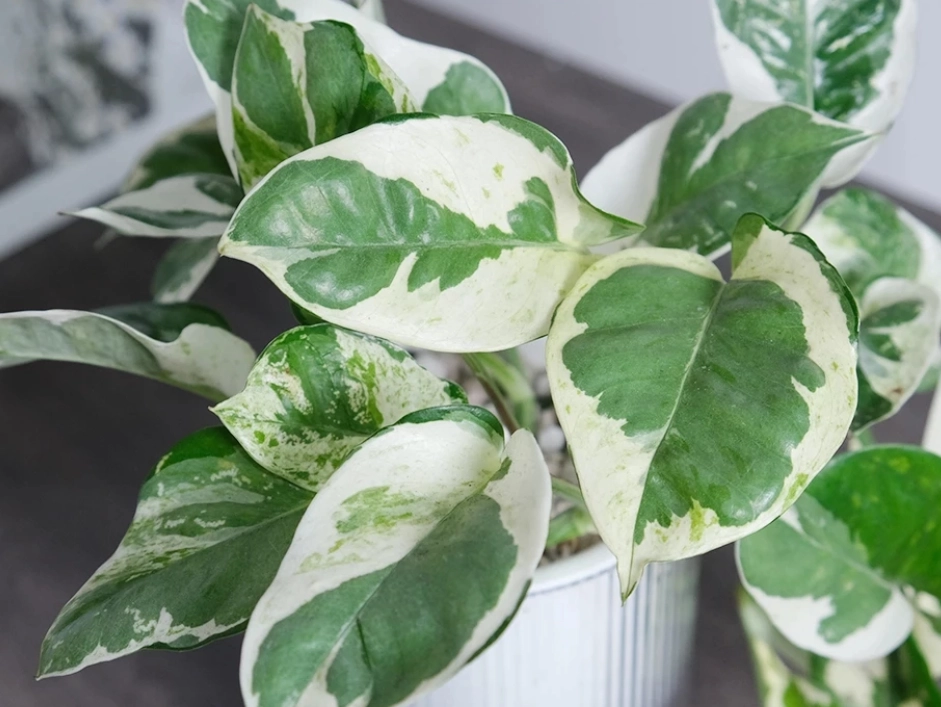 白金葛 有毒 白金葛 有毒