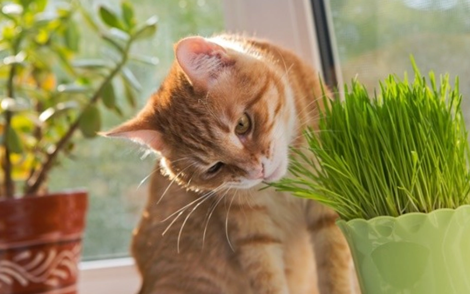 貓可以吃的植物