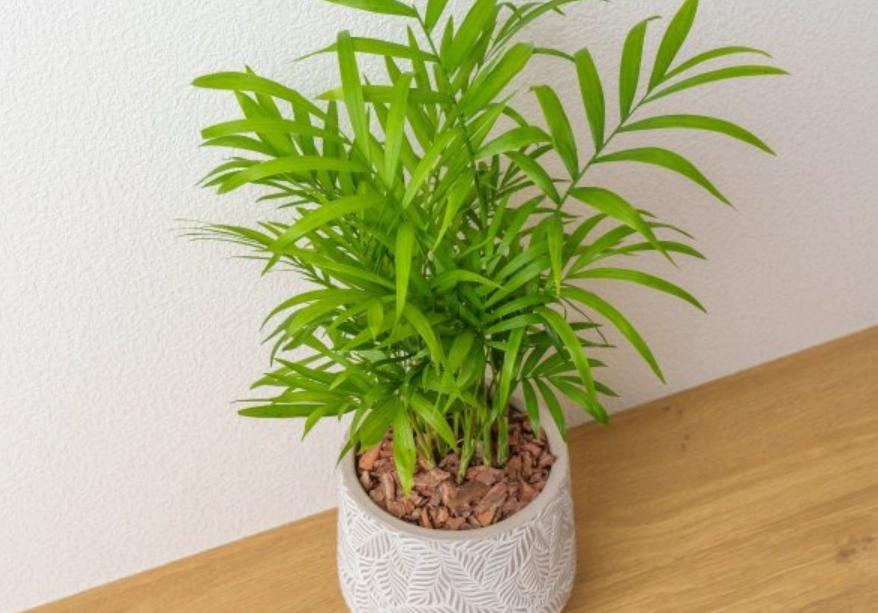 室內耐陰植物 室內耐陰植物