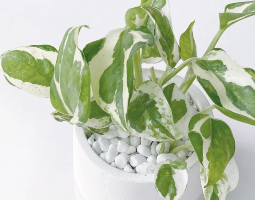 植物 中毒 處理 植物 中毒 處理