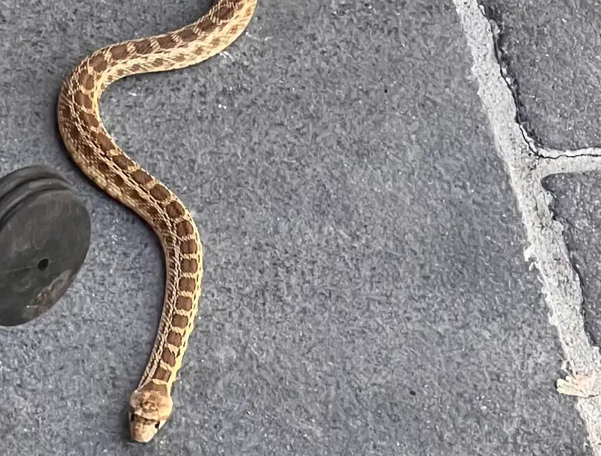 蛇夢境 心理意義