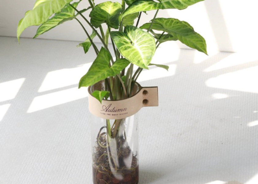 自來水 水耕 植物