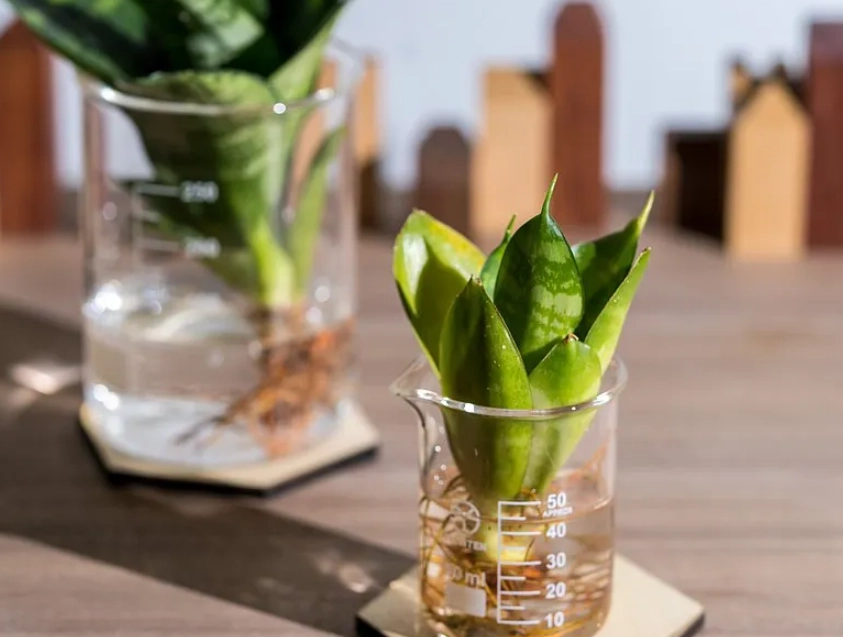 自來水 水耕 植物