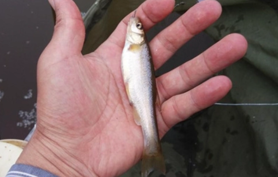 夢見釣到小魚意思