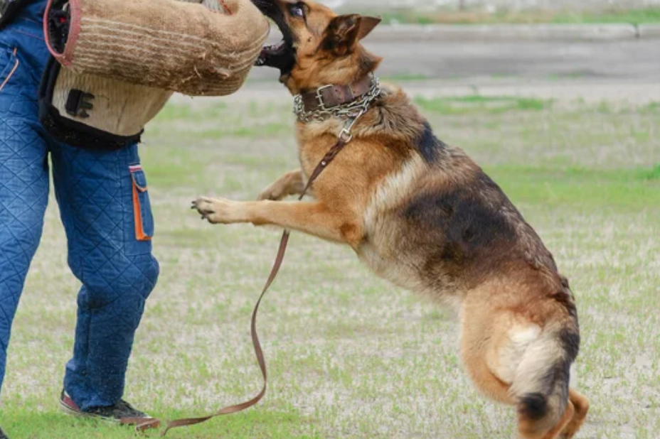夢境解析 被狗咬