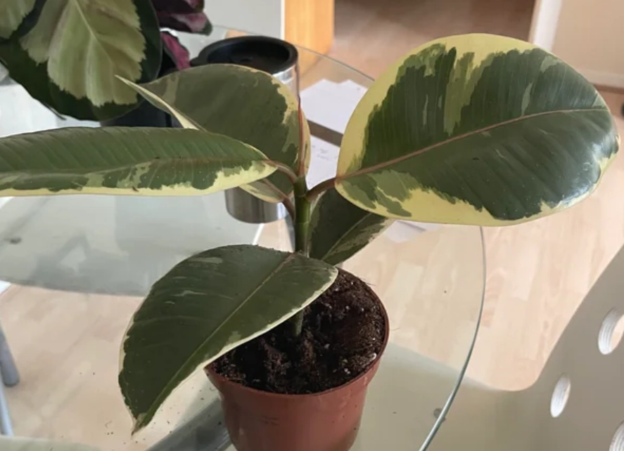 琴葉榕 催芽 方法