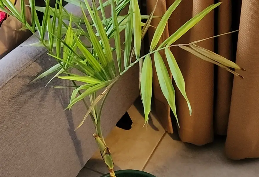 室內植物 枯黃 處理 室內植物 枯黃 處理