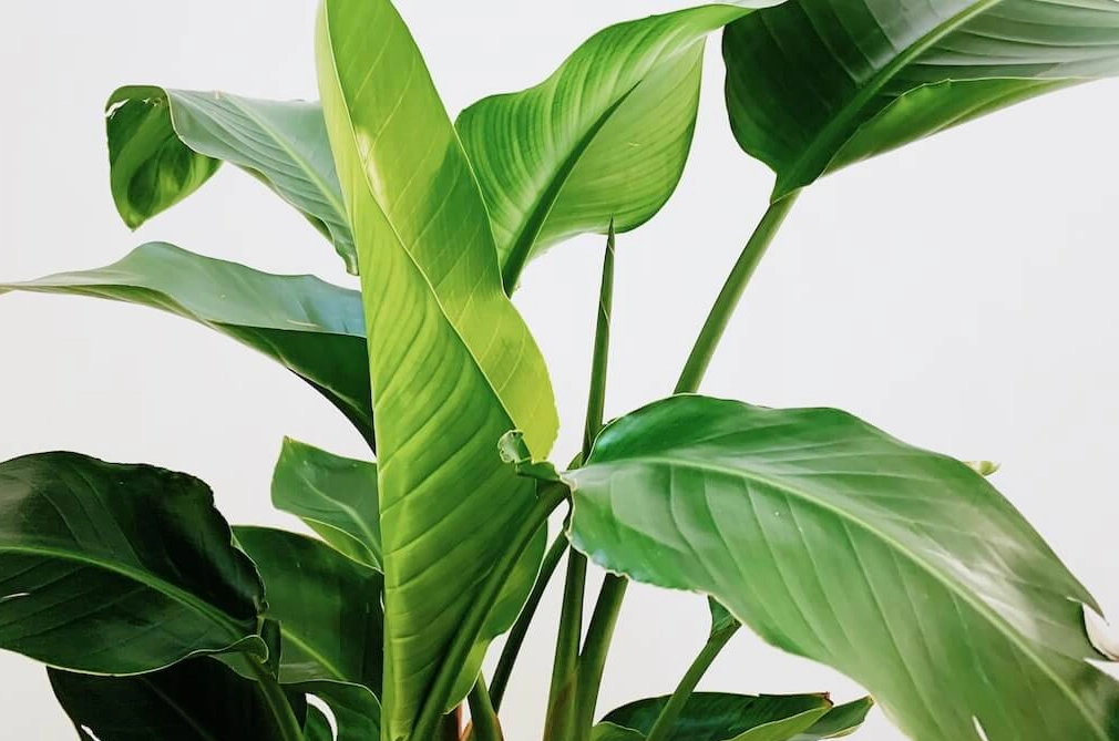 天堂鳥葉片 照顧 天堂鳥葉片 照顧