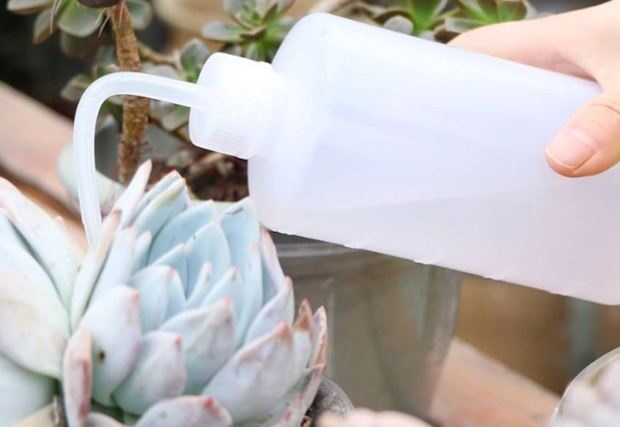 澆水頻率 澆水頻率