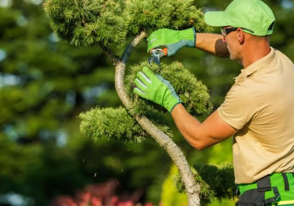 小樹修剪技巧 小樹修剪技巧