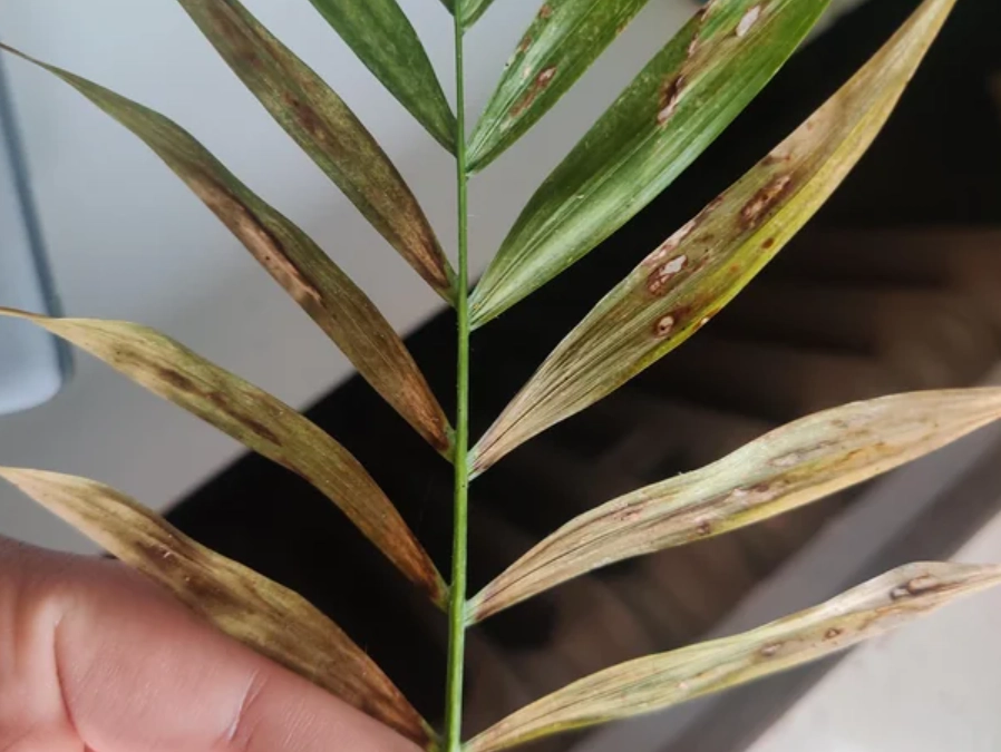 袖珍椰子 澆水 袖珍椰子 澆水