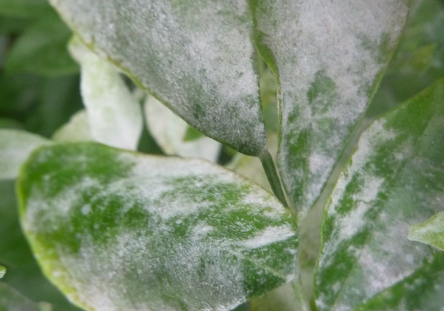 白粉病治療 白粉病治療