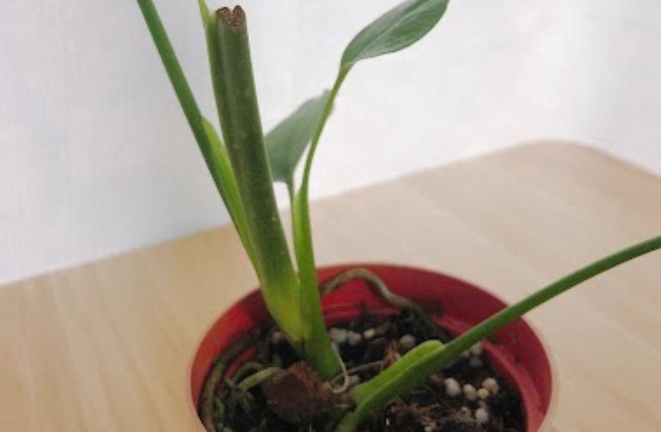 龜背芋發芽注意事項 龜背芋發芽注意事項