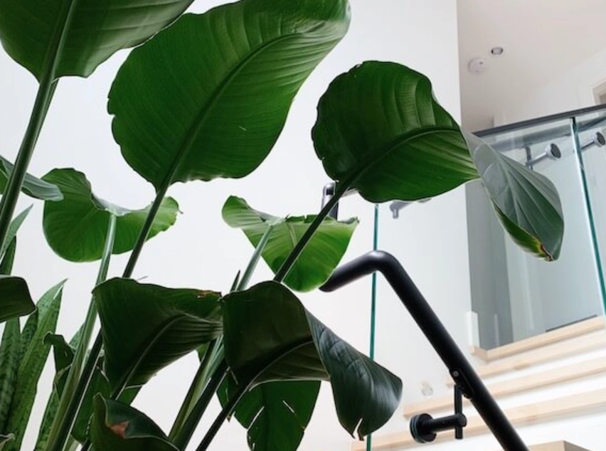 天堂鳥 葉子 變黃 天堂鳥 葉子 變黃