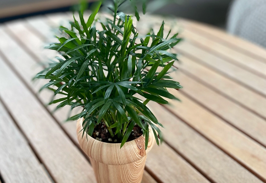 室內耐陰植物 室內耐陰植物