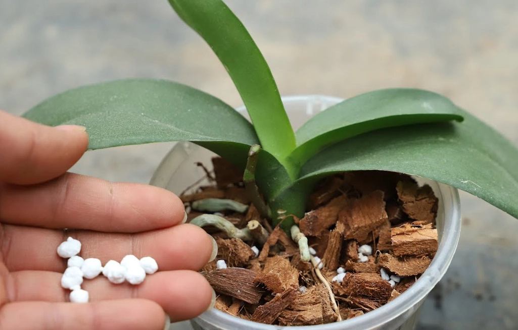 蝴蝶蘭 施肥 方法