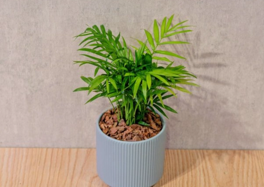 袖珍椰子 袖珍椰子