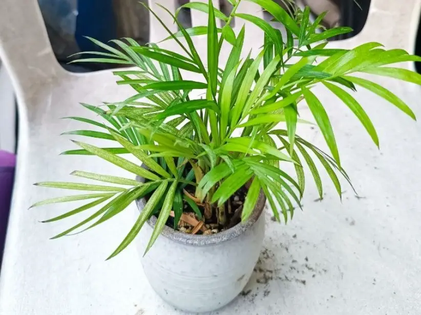 袖珍椰子 袖珍椰子