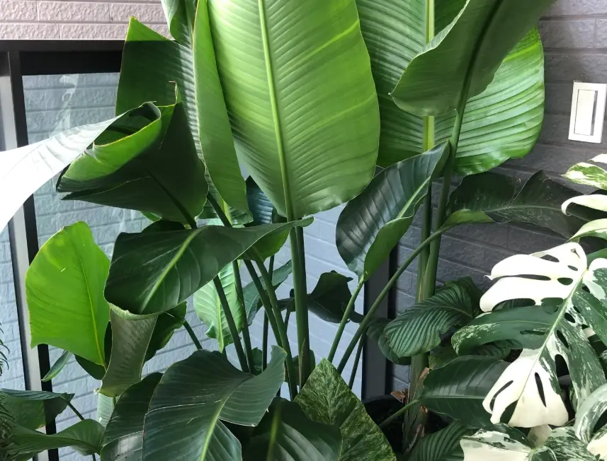 天堂鳥葉片 照顧 天堂鳥葉片 照顧