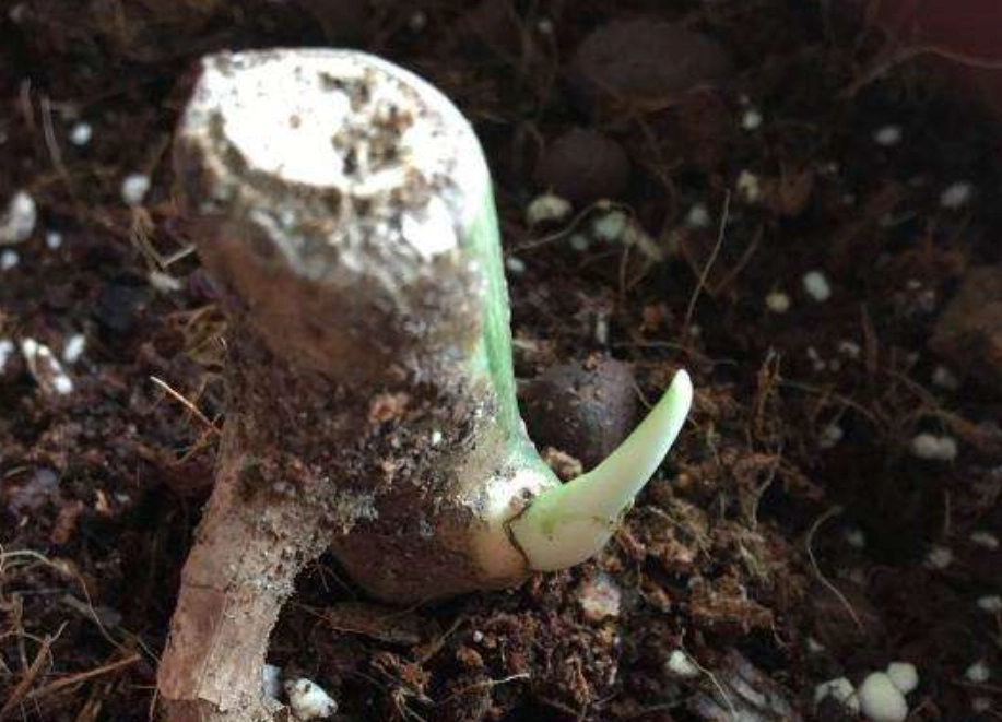 龜背芋繁殖 龜背芋繁殖