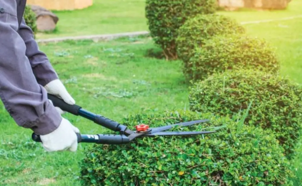 修剪季節 修剪季節