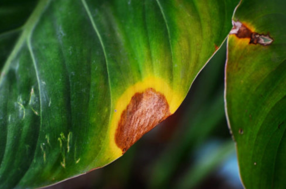 葉子有黃點原因