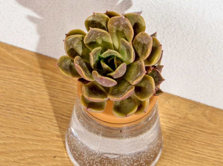 多肉植物水耕 多肉植物水耕