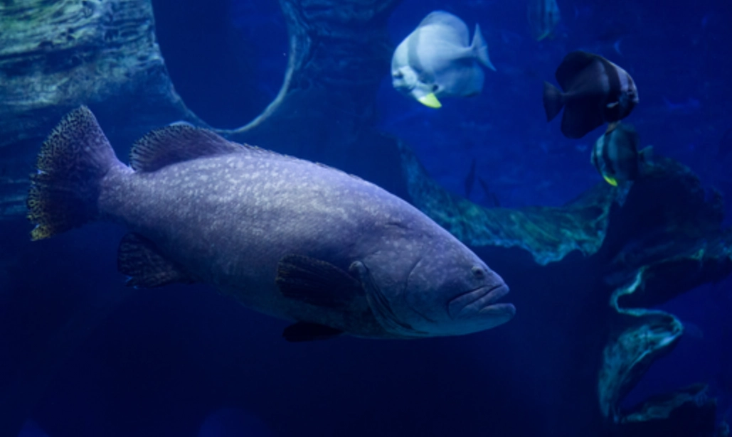 夢到大魚在游 意思
