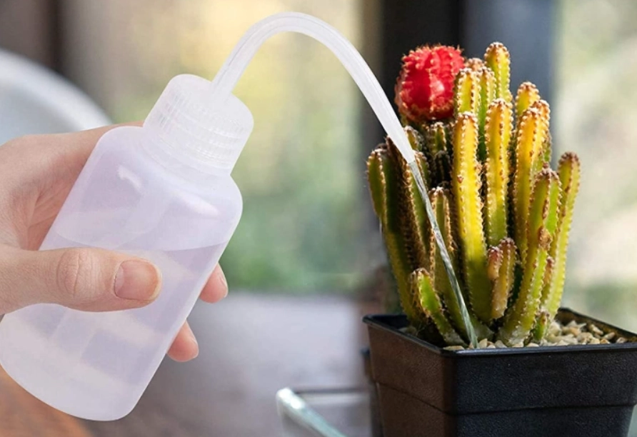 多肉植物澆水 多肉植物澆水