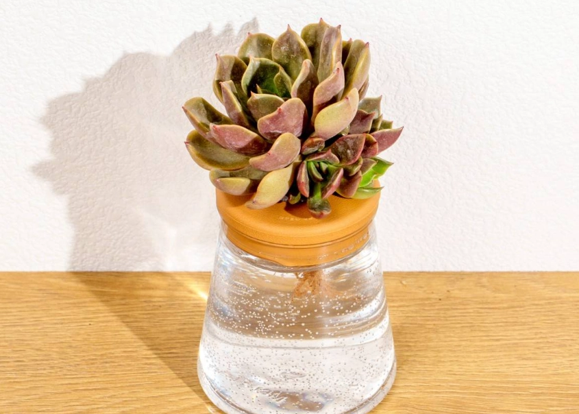 多肉植物水耕 多肉植物水耕