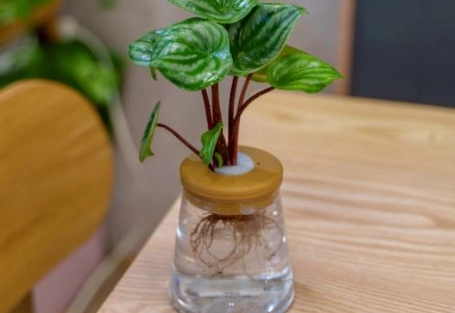 水耕 自來水 處理