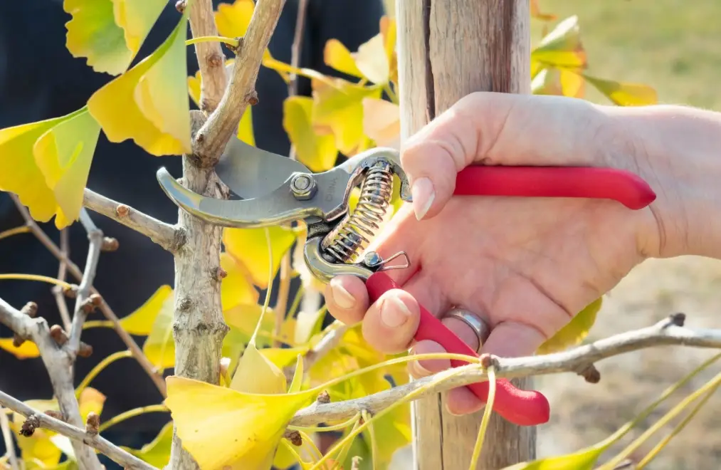 小樹修剪技巧 小樹修剪技巧