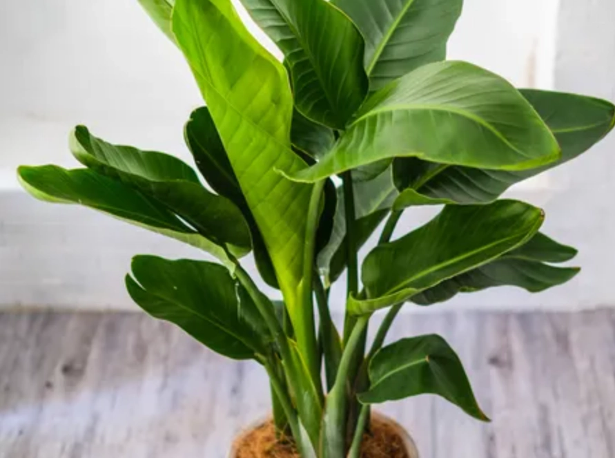 天堂鳥 葉子 變黃 天堂鳥 葉子 變黃