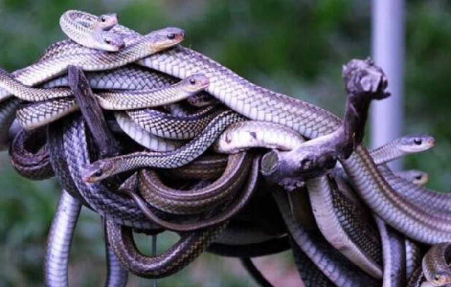 蛇夢境 心理意義