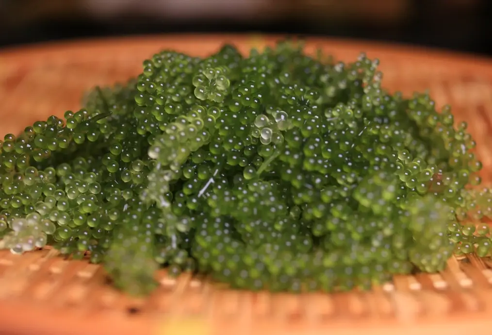 台灣海葡萄料理