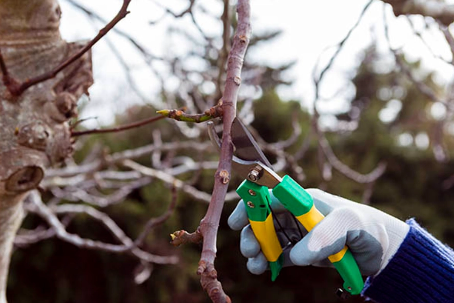 修剪季節 修剪季節