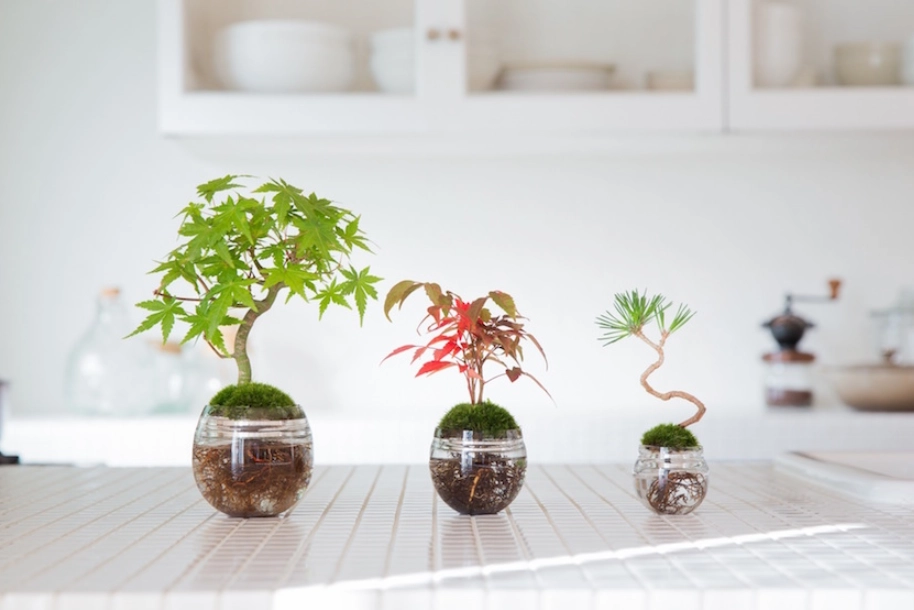 水耕 營養液 自來水