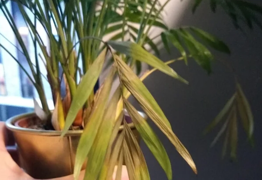 袖珍椰子 葉子枯黃 袖珍椰子 葉子枯黃