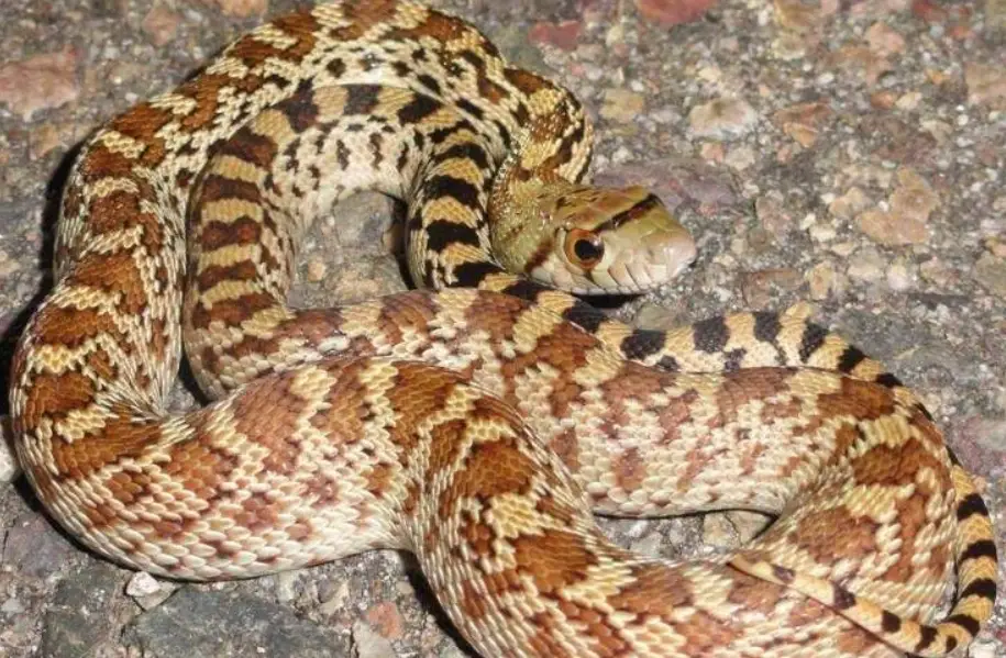 夢到很多蛇 解夢