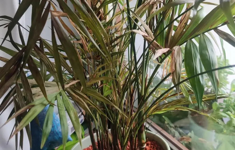 袖珍椰子 葉子枯黃 袖珍椰子 葉子枯黃