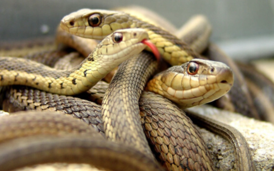 夢到很多蛇 解夢