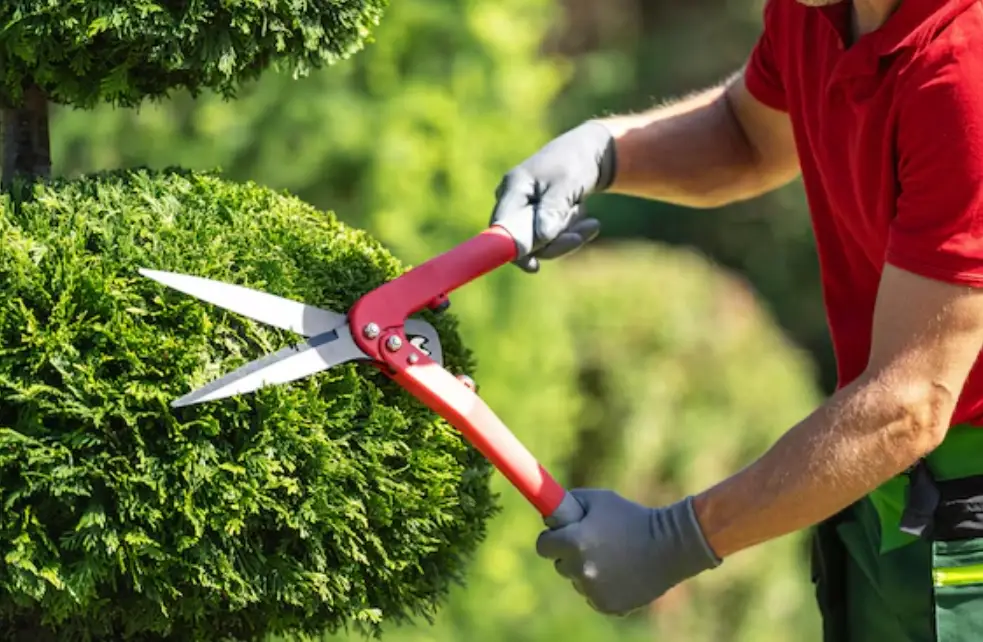 小樹修剪技巧 小樹修剪技巧