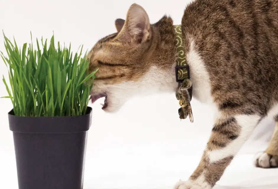 貓可以吃的植物