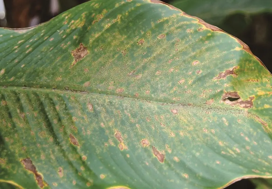 植物葉子黃斑處理