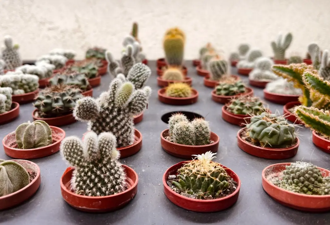 仙人掌萃取護膚品