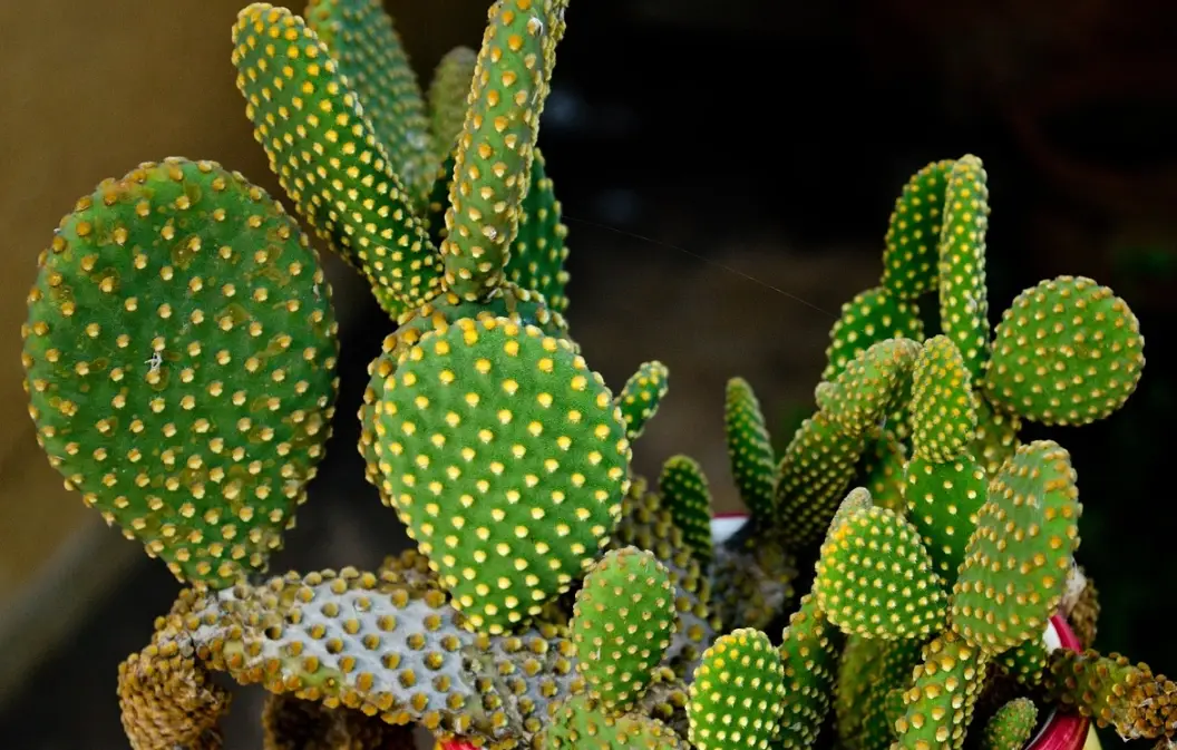 仙人掌萃取護膚品