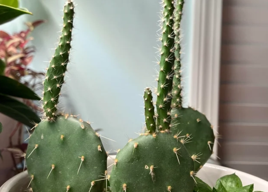 仙人掌徒長原因