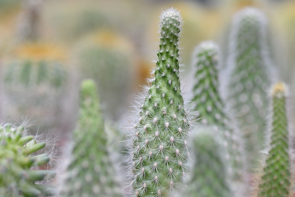 仙人掌徒長原因