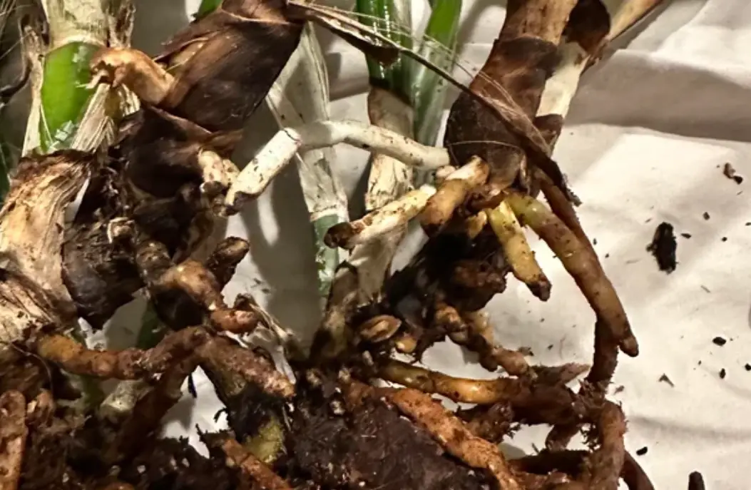 玉蘭花爛根處理